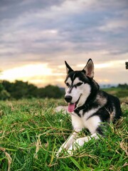 siberian husky puppy