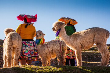 Indigenous women  in traditional clothing with alpacas, Cusco, Peru