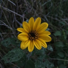 yellow flower in the garden