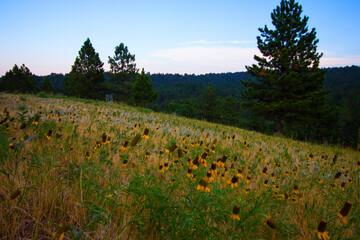Mexican Hat Flowers in a Field, South Dakota