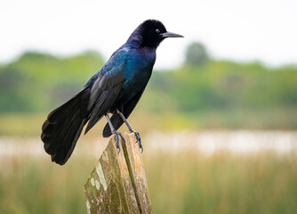 Obraz premium Great Tailed Grackle sitting on post at Viera wetlands in Viera Florida.