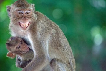 可愛いサル