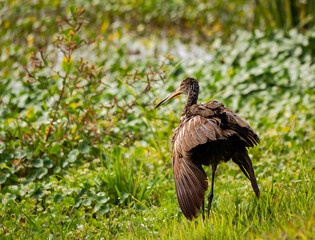 Brown Limpkin searching for snails in the grass at Viera wetlands in Viera Florida.