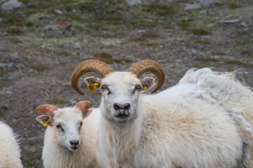 sheep with lam in the Icelandic rural countryside landscape