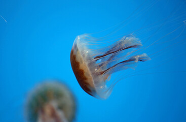 Sea nettle on blue background