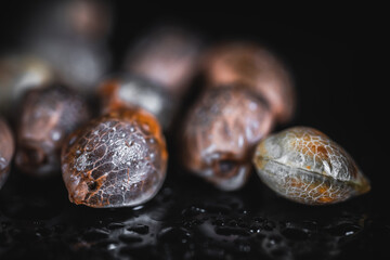 Macro View of Medical Cannabis Seeds 