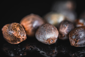 Macro View of Medical Cannabis Seeds 