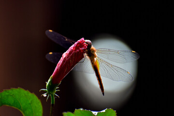 Dragonfly on a flower