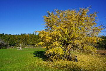 大きな一本銀杏の紅葉　秋元牧場