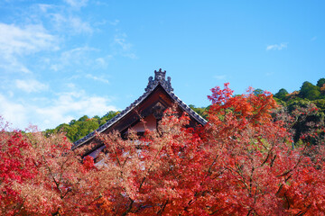 赤い紅葉と青い空と寺の屋根
