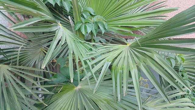 Palm tree leaves video image