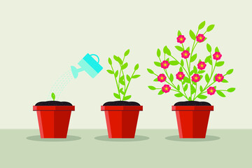 Fototapeta premium flowers in pots