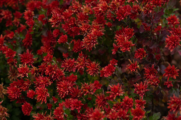 Urban flower pot with different colorful autumn flowers stands on backyard