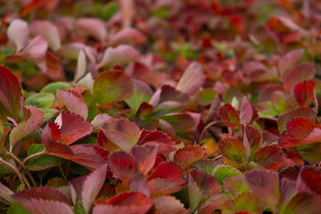 Strawberry leaves with autumn colors on backyard garden