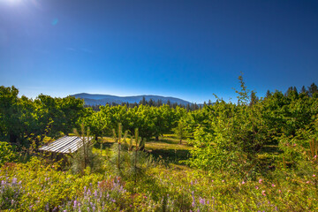 landscape in the mountains