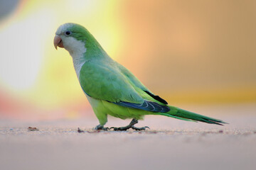 Perico 