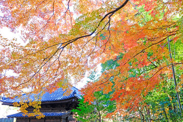 小江戸川越の喜多院の秋　紅葉が見ごろの風景