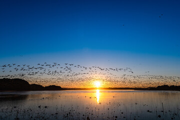 日本　伊豆沼渡り鳥の朝の飛び立ち