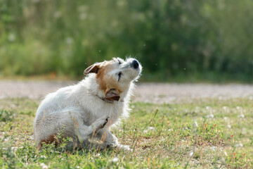 long-haired dog Jack Russell terrier itches on the road among midges during a walk in nature during a warm day - obrazy, fototapety, plakaty