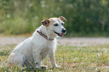 a beautiful Jack Russell terrier dog sits on a green forest background surrounded by insects