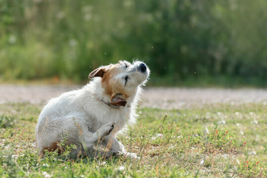 long-haired dog Jack Russell terrier itches on the road among midges during a walk in nature during a warm day