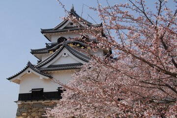 Fototapeta premium Hikone Castle in cherry blossom season