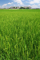 稲穂が出来始めた夏の郊外の田圃風景