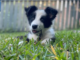 border collie puppy