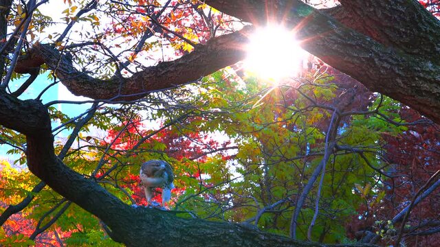 Red Tailed Hawk preys on a pigeon among autumnal leaf color trees in Central Park on November 24, 2021 in New York City NY USA. Autumnal color leaf glows by sunlight.