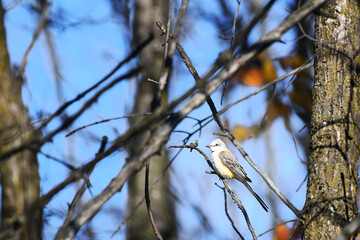 Scissor-tailed Flycatcher perched on a branch, in the woods, under a blue sky