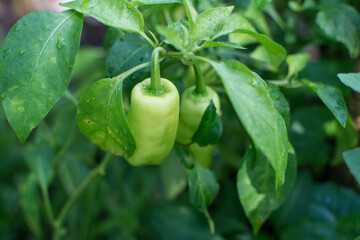 Bell Pepper on the tree in the garden