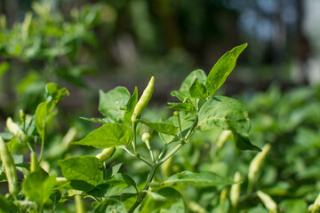 Fototapeta na wymiar chilli peppers plant in organic garden