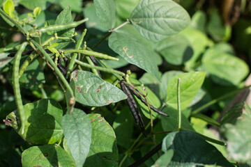 Mung beans in agriculture field