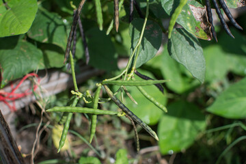 Mung beans in agriculture field