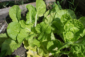 organic lettuce garden in Thailand