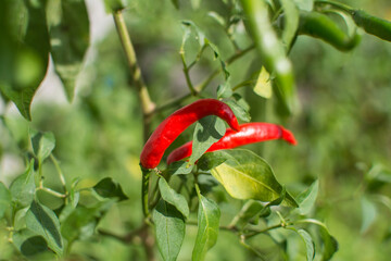 chilli peppers plant in organic garden