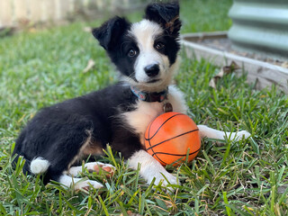 Cute border collie puppy