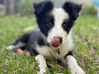 Cute border collie puppy