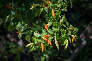 Green karen pepper growing in the garden