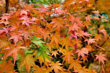 【京都】禅林寺の紅葉（秋）