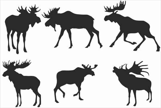 Vector monochrome set of moose silhouettes. Black Shadows of wild mammals animals. Elk with horns
