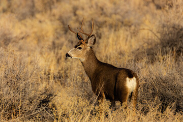 Mule deer buck photographed in the high desert of Lassen County, California, USA.