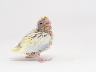 Selective focus of forpus parrotlet bird follow pie dilute cobalt turquoise color studio shot on white background