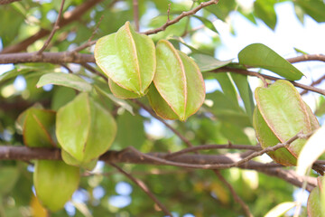 Fototapeta na wymiar tasty and healthy carambola on tree in farm