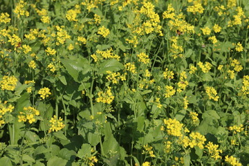 Obraz premium yellow colored mustard flower farm
