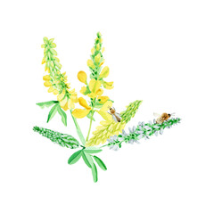 Honey plants Sweet clover apiary bees production honey watercolor illustration by hand