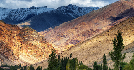 Rocky landscape with trees in front and ice peaks in background , Ladakh, Jammu and Kashmir, India