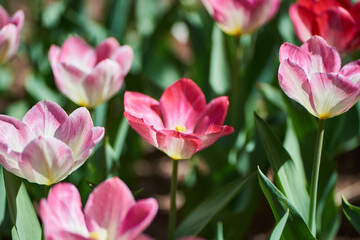 Obraz na płótnie Canvas Pink and white tulips
