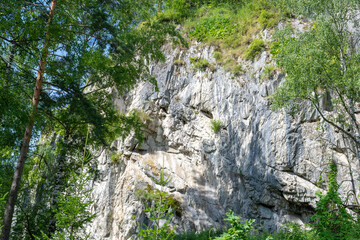 mountain peaks overgrown with green coniferous forest. warm summer day