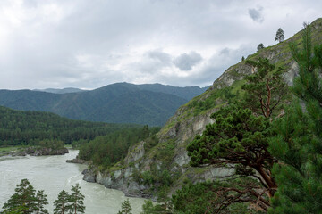 Fototapeta premium stormy deep river in a mountain valley surrounded by pine forest